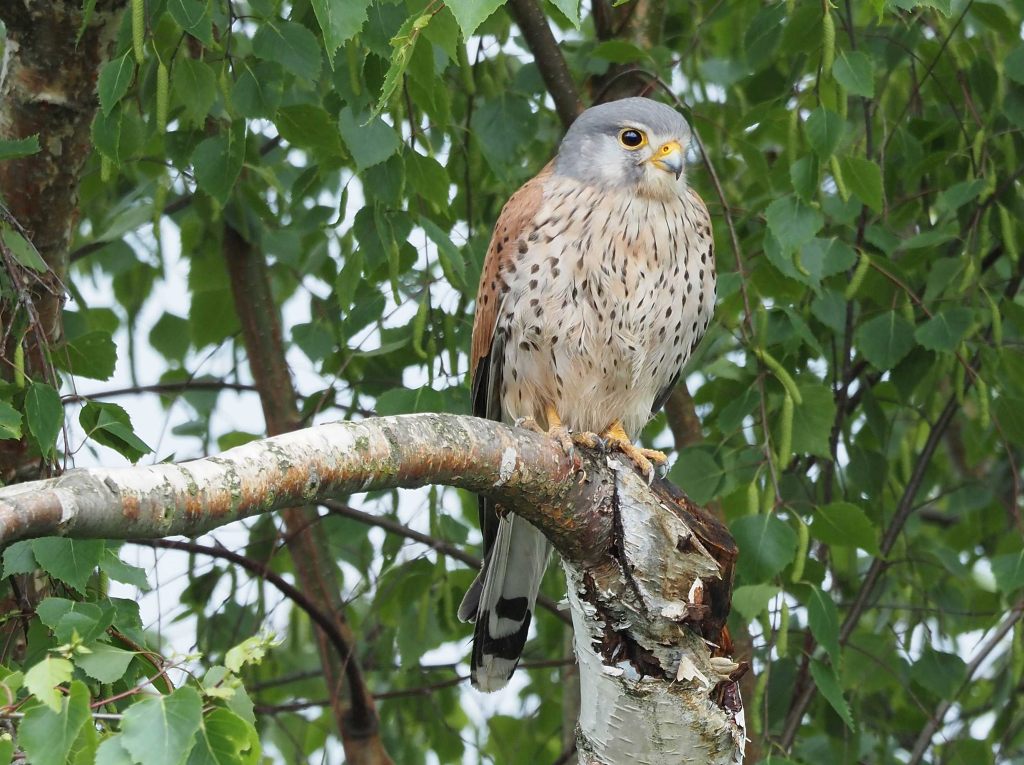 Turmfalke